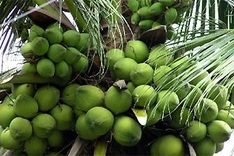 Coconut palms - symbol of Ben Tre