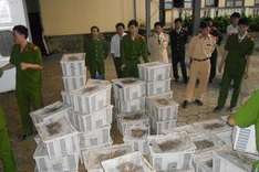 Police bust wildlife smugglers in Ha Tinh