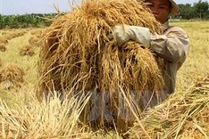 Mekong Delta rice output to reach 25.2 million tonnes