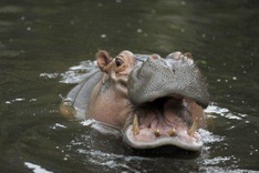 World's oldest hippo dies at 62