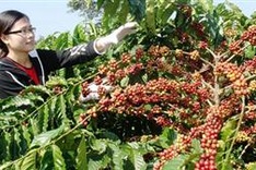 Buon Ma Thuot Coffee Festival to promote its trademark