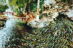 Project to restore wetlands reserve launched