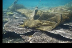 Son Tra Peninsula’s biodiversity severely threatened