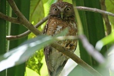 New owl species discovered in Philippines