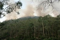 More than 1,600 people deployed to save forest