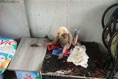 Rare gibbon rescued from HCM City house