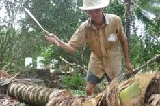Trees cut down in coconut land amid price drop