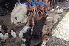 Wild animals trading rampant around national park