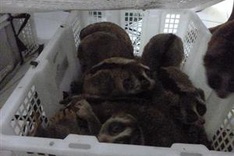 Hundreds of rare primates seized in Indonesia