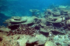 Australia scientists tackle reef-killing starfish