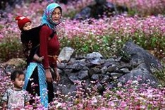 Festival honours buckwheat flowers kicks off in Ha Giang Province