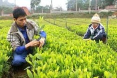 Proposal to reduce size of protected forests