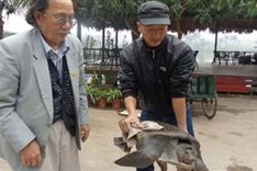 Rare, 50-kg turtle found in Hanoi