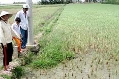 Mekong Delta suffers severe saline intrusion