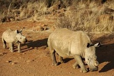 Rhino horn demand in Vietnam drops by more than 33% in one year