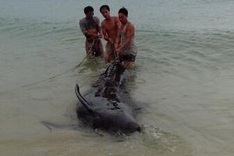 One-tonne whale rescued in Quang Binh