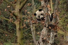 China launches operation to free pandas into wild