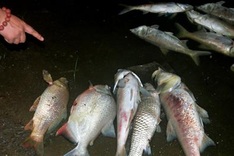 More mass fish deaths in Hanoi