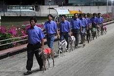 Impressive greyhound racing in Vung Tau