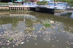 Dead fish create stink in HCM City canal