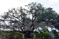 Over 2,600 heritage trees recognised since 2010