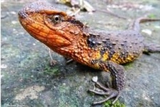 Sixty-five new species discovered in Vietnamese forests