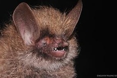 87 new species discovered in Vietnam