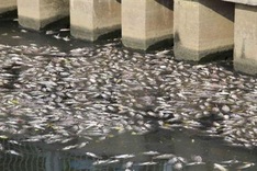 Nhieu Loc-Thi Nghe Canal to be drained to prevent pollution