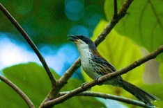 Rare bird spotted in Central Highlands