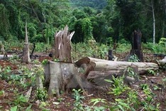 Forestry company head to be prosecuted for forest destruction