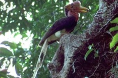 Poachers target rare bird's 'ivory' beak in Southeast Asia
