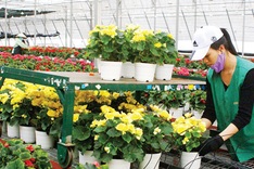 Dalat Hasfarm exports flowers to Russian market