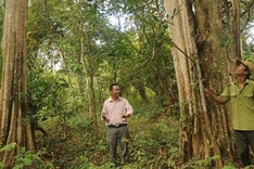 Yok Don National Park still threatened by hydropower project