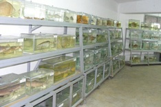 Museum highlights marine environment issues