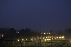 Hanoi flower village sparkles at night