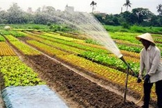 HCM City to focus on safe vegetables