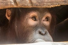Indonesian 'house pet' orangutans rescued by activists