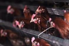 WTO rules against China in US chicken dispute