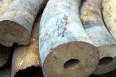 Elephant tusk smuggler seized in HCM City