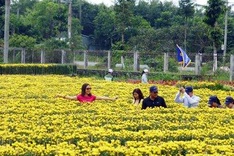Sa Dec flower village blossoms in spring