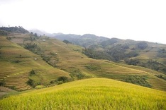 Mu Cang Chai’s golden terraces