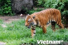 Only 20 Indochinese left in Vietnam