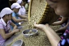 Vietnam faces unripe coffee beans troubles