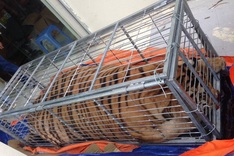 Five men arrested for tiger trading