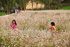 First Tam Giac Mach flower festival to be held in Ha Giang