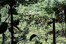 Rangers to protect elephant herd in Quang Nam