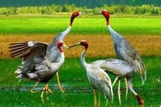 Red-headed cranes return to grass field in Kien Giang