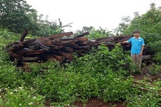 Gia Lai pepper production failure