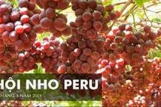 Peruvian grape festival approaching