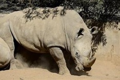 S.Africa's rhino poaching toll passes 600 for the year